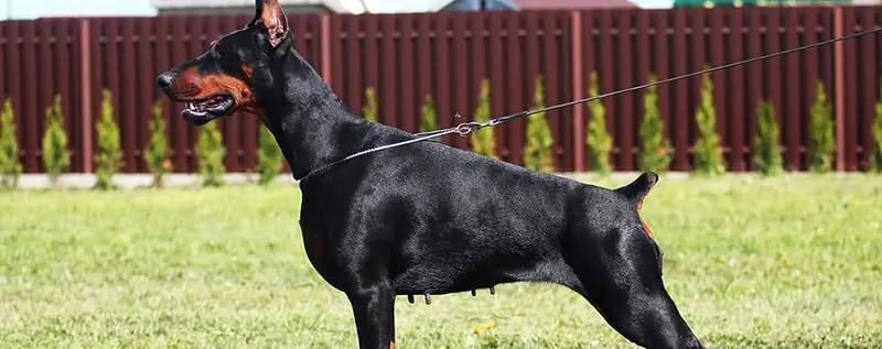 Arctic Crown / Арктик Кроун (Питомник Доберман)