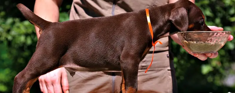 Ars Longa / Арс Лонга (Питомник Доберман)