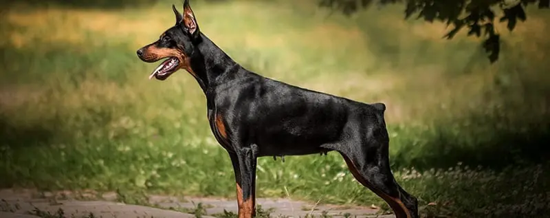 iz Galakuna / Из Галакуна (Питомник Доберман)