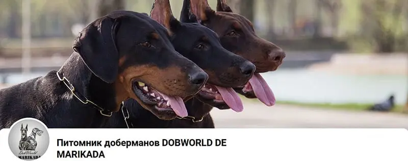 Dobworld De Marikada / Добворлд Де Марикада (Питомник Доберман)