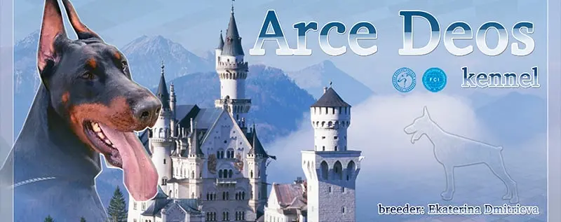 Arce Deos / Арсе Деос (Питомник Доберман)
