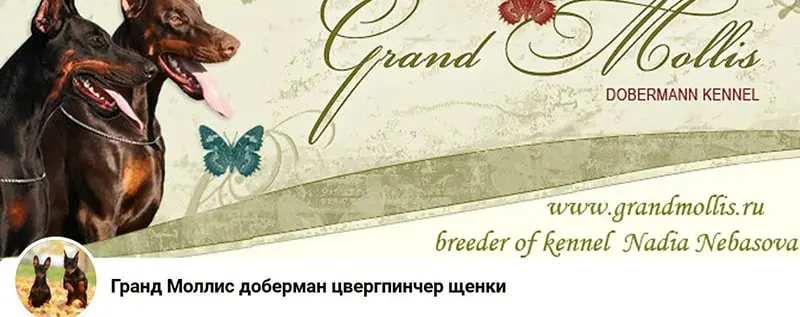 Grand Mollis / Гранд Моллис (Питомник Доберман)