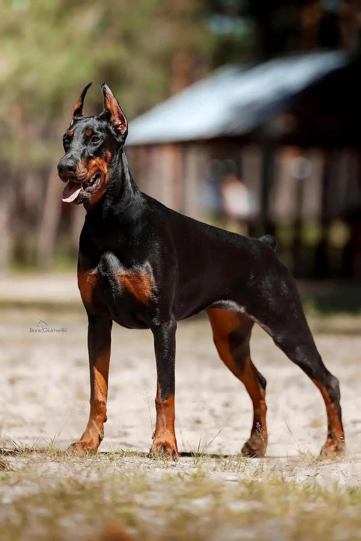 Российский Доберман клуб / Russian Doberman Club