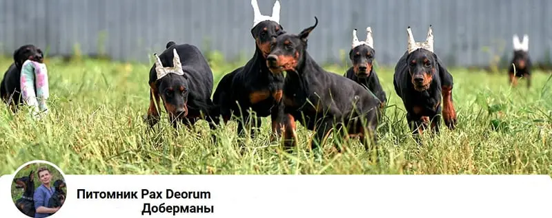 Pax Deorum / Пакс Деорум (Питомник Доберман)