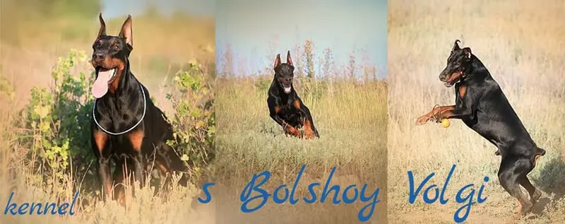 S Bolshoy Volgi / с Большой Волги (Питомник Доберман)