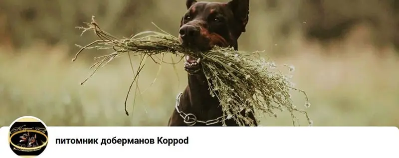 Koppod ’Oro / Коппод ’Оро (Питомник Доберман)