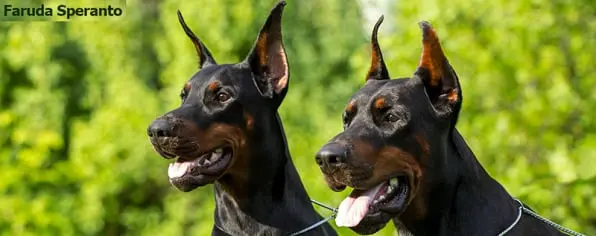 Faruda Speranto / Фаруда Сперанто (Питомник Доберман)