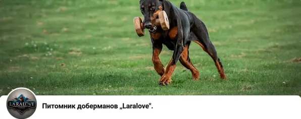 Laralove / Ларалове (Питомник Доберман)