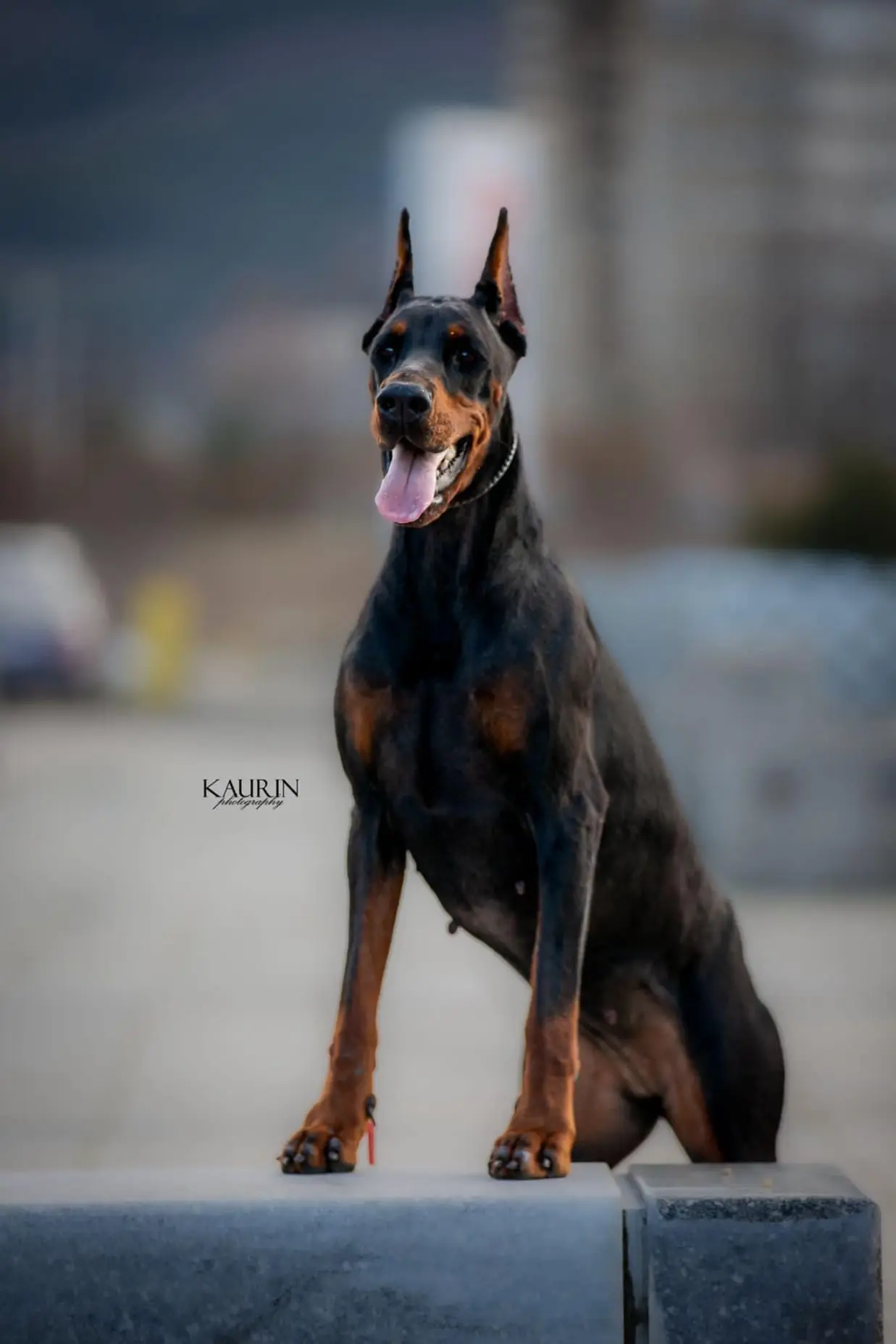 Российский Доберман клуб / Russian Doberman Club